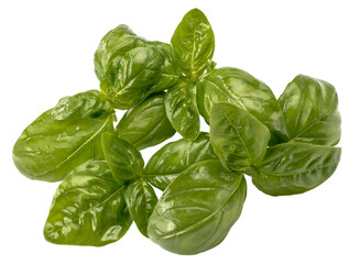 Basil leaves isolated