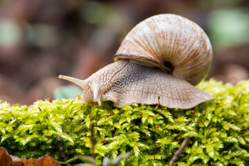 snail on a leaf