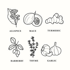 Line art spices and herb set
