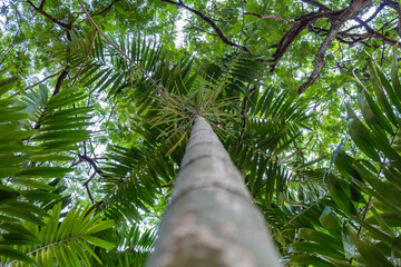 Fototapeta premium tree