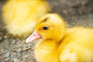 duck on the sand