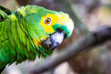 yellow and green macaw