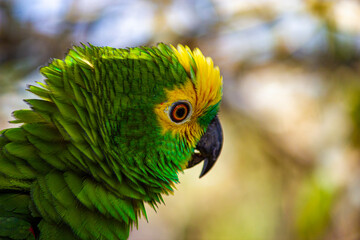 green and yellow macaw