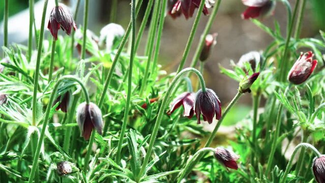 オキナグサの花びら