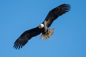 Eagle in flight
