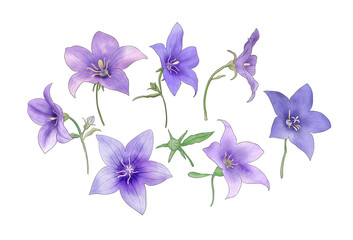 Obraz na płótnie Canvas Blue star balloon flowers set isolated on white. Watercolor Platycodon flowers botanical illustration. Spring blossom floral clipart. Wildflower hand drawing print