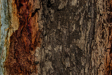 bark of a tree