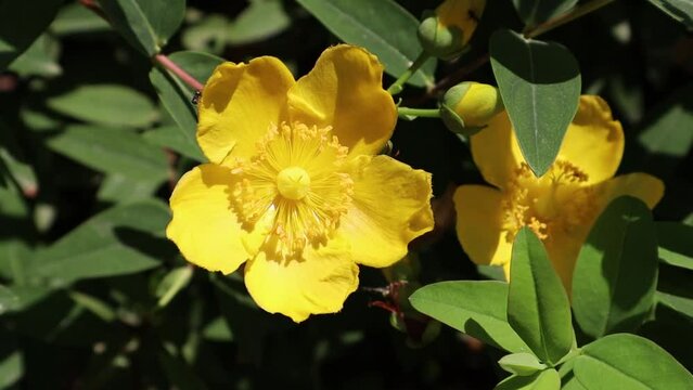 Hypericum calycinum is a species of prostrate or low-growing shrub in flowering plant family Hypericaceae. Large yellow flowers is growing in a garden. Rose-of-Sharon full bloom in spring summer day.