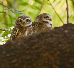 great horned owl