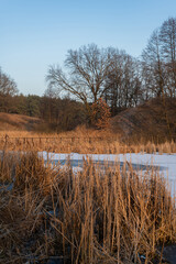 serene winter landscape featuring a frozen lake surrounded by tall reeds.