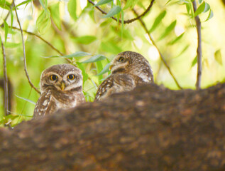 horned owl