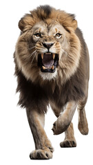 Obraz premium lion running transparent background