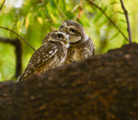 great horned owl