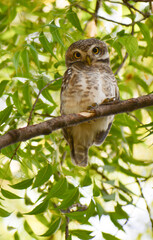 great horned owl