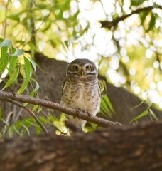 great horned owl