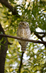 horned owl