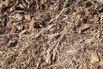Dried vegetation and dead leaves that turned to tints of yellow, uncovered in spring, after the snow melted, on a sunny day