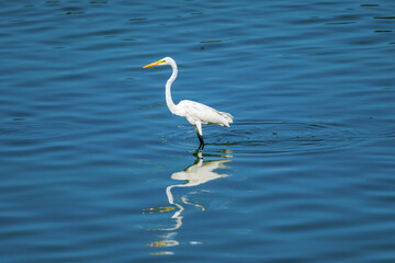 The little egret (Egretta garzetta) is a species of small heron in the family ardeidae in its natural habitat