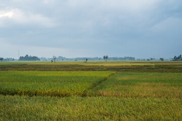 Beautiful landscape growing paddy field at dusk in Aceh, Indonesia.