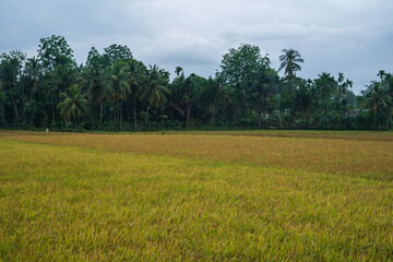 Beautiful landscape growing paddy field at dusk in Aceh, Indonesia.