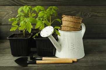 Tomato seedlings in a pot on a wooden background, garden tool, watering can, peat pots for plant...
