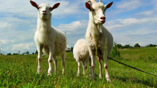 Milky-white goats walk on the green grass in the field. farming, walking pets in the field, the concept of healthy subsistence farming