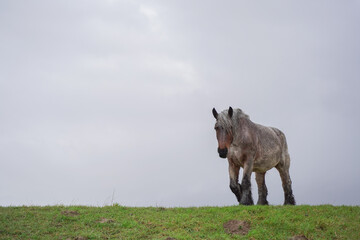 A soaking draft horse walking on a Dutch dike © Jako van Gorsel
