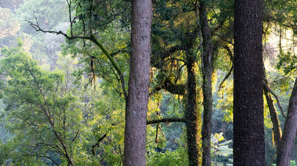 Floresta com sol ao fundo