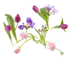 Naklejka na ściany i meble Flowers Tulip and Freesia isolated on white background. Arrangement of purple pink spring flowers.