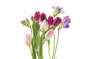 Flowers Tulip and Freesia isolated on white background. Bouquet of purple pink spring flowers.