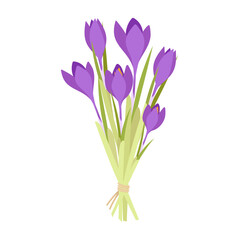 Bouquet of blooming purple crocuses tied with a rope. Bouquet of spring flowers.