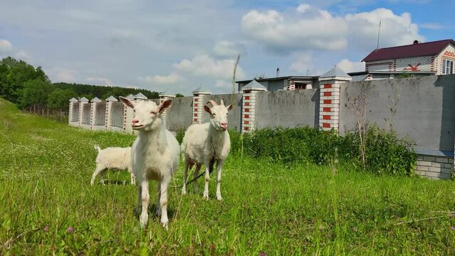 Milk-white goats walk on the green grass behind a concrete fence. farming, walking pets near the house, the concept of healthy subsistence farming
