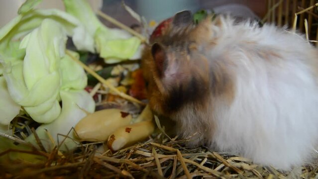 Cute and fluffy syrian hamster eating nuts. Close up. High quality FullHD footage