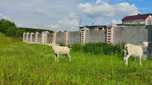 Milk-white goats walk on the green grass behind a concrete fence. farming, walking pets near the house, the concept of healthy subsistence farming