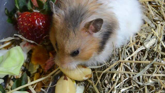 Cute Syrian hamster eating nuts and listening to surroundings. Strawbery and other fruits and vegetables as food for hamsters. High quality FullHD footage