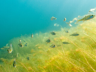 Fototapeta na wymiar European perch swimming by alternate water-milfoil aquatic plant underwater vegetation