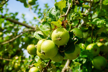 Close up of green apples growing in a apple tree   