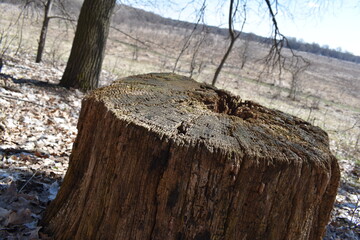 Fototapeta premium Tree Stump Forest
