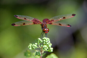 A ruby meadowhawk dragonfly resting on a plant along the shores of a lake in northern Ontario.
