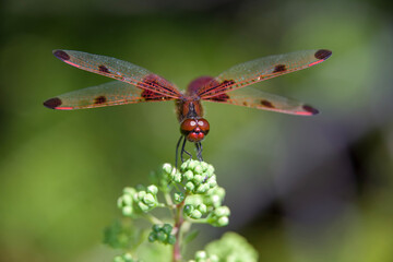 A ruby meadowhawk dragonfly resting on a plant along the shores of a lake in northern Ontario.