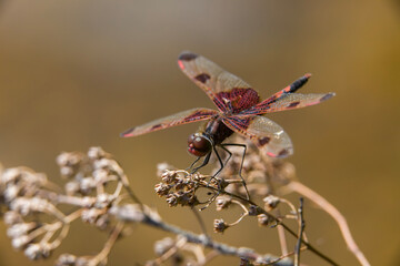 A ruby meadowhawk dragonfly resting on a plant along the shores of a lake in northern Ontario.