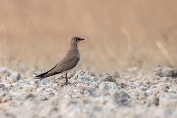 Collared pratincole or Glareola pratincola observed near Nalsarovar in India