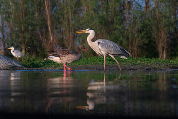 Grey heron and graylag in a pond