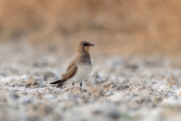Collared pratincole or Glareola pratincola observed near Nalsarovar in India