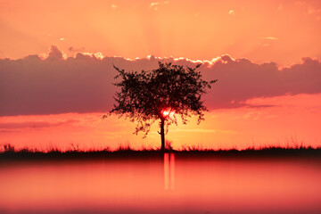 sunrise over an alone tree
