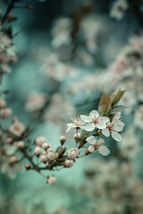 Kwiaty wiśni japońskiej Sakura. Sezon wiosenny. Pastelowe kwiaty na dziko kwitnących drzewach. Wiosenny ogród. - obrazy, fototapety, plakaty