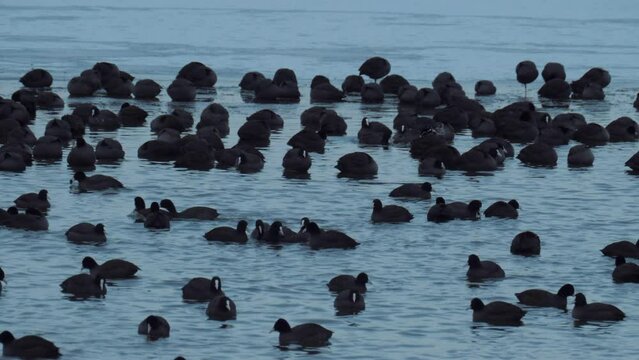 Coot birds on pond. Birds in winter. Frozen lake. Black waterhen on lake. Wildlife. Flock of birds on the lake. Wintering animals.