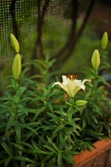 Fototapeta na wymiar White lily flowers grows in summer garden.