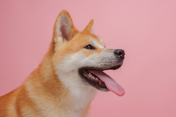 red dog japanese akita inu on a pink background close-up, the concept of love for dogs