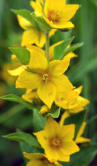Yellow lysimachia flowers bloom in nature